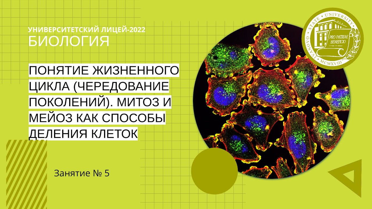 Как решать 27 задание по биологии ЕГЭ