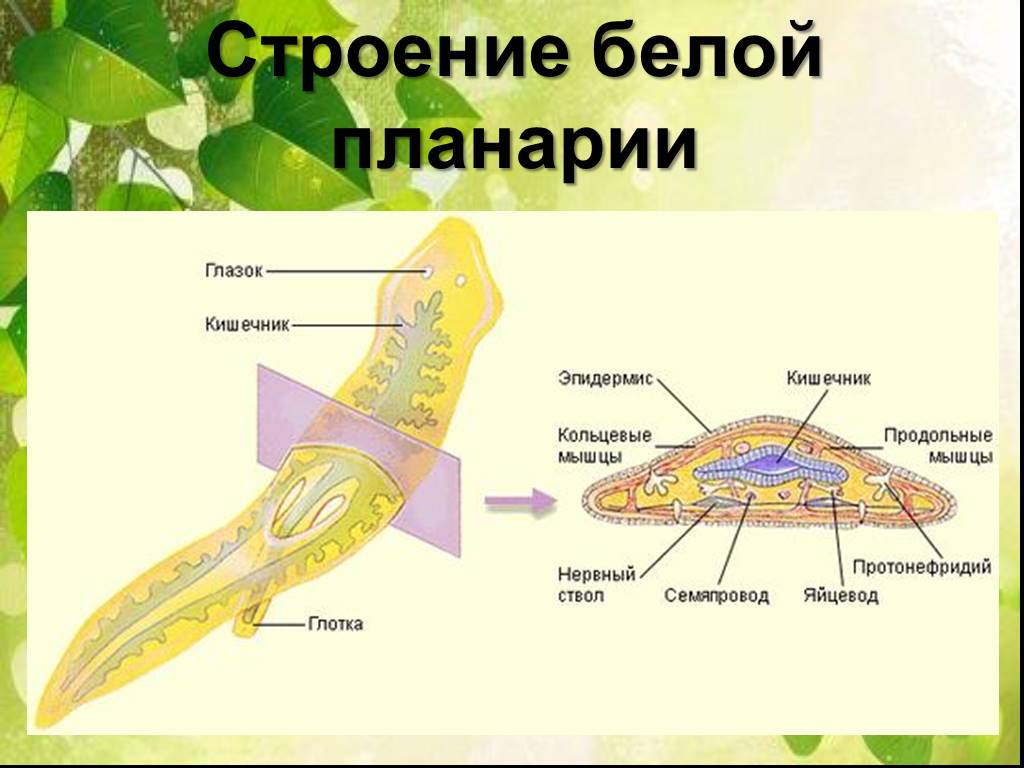 Ремонт человека