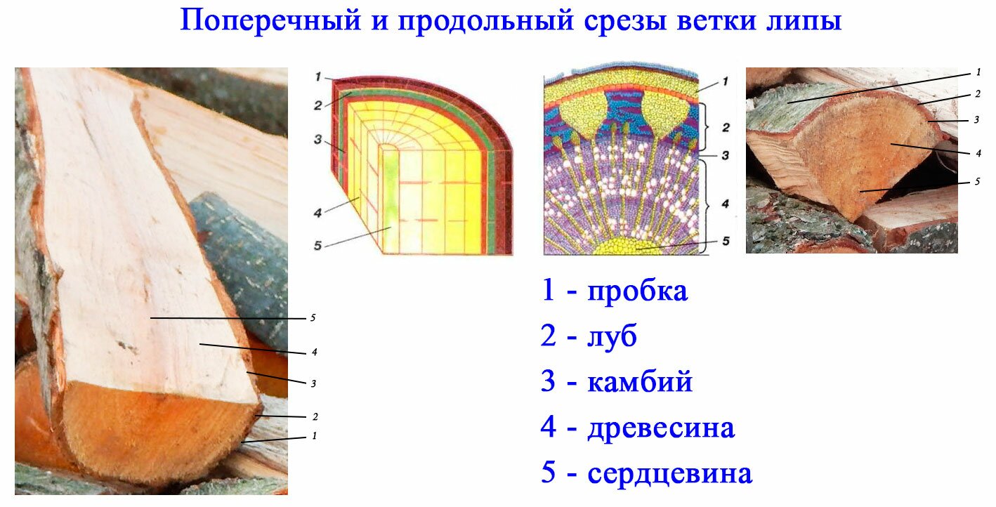 4 971 рез. по запросу «Ксилема» изображения, стоковые