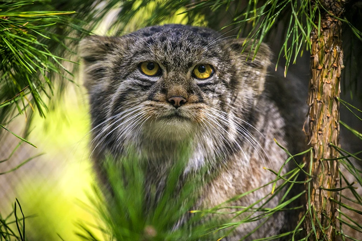 🐇 Амурский лесной кот, зимний лес