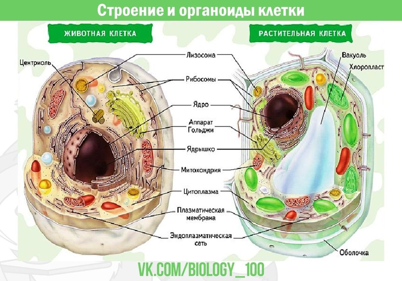 Интерактивные плакаты. Биология человека