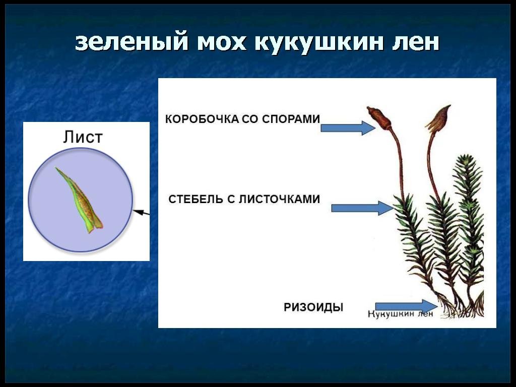 Читать онлайн учебник по биологии за 7 класс Мусиенко Славный