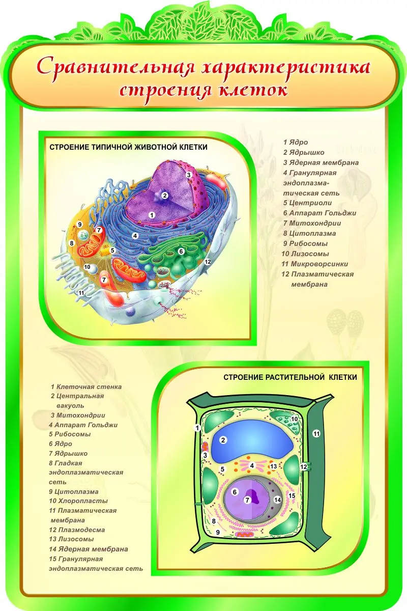 Рисунок плазмалемма