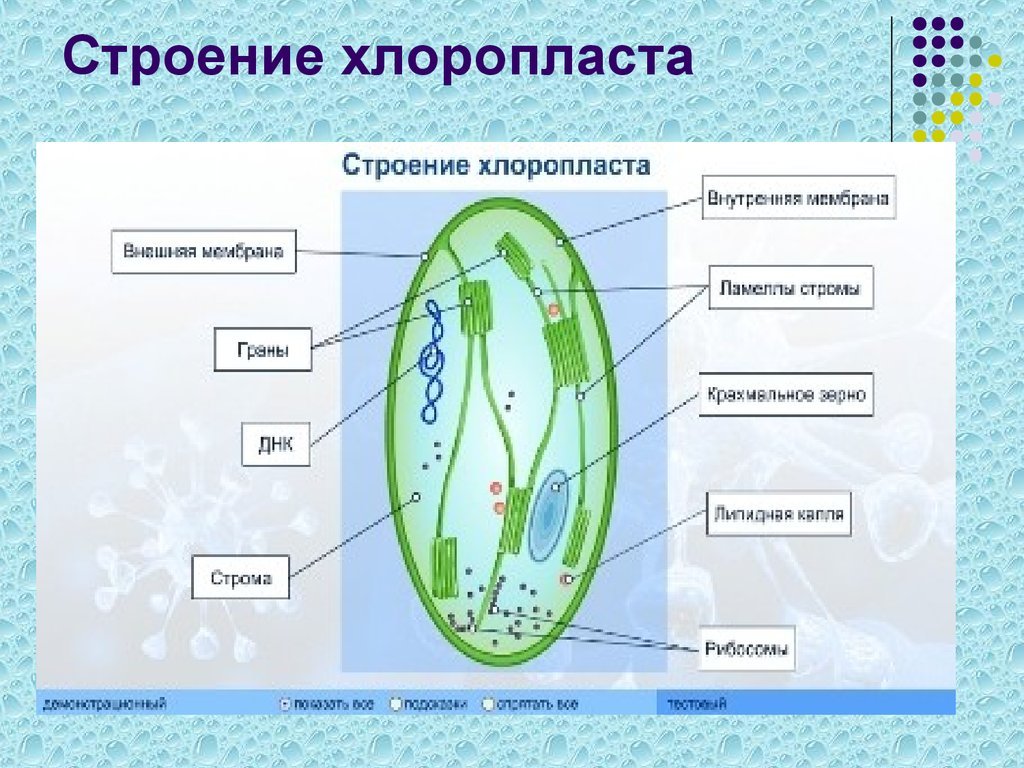 DataLife Engine > Версия для печати > Растительная и животная