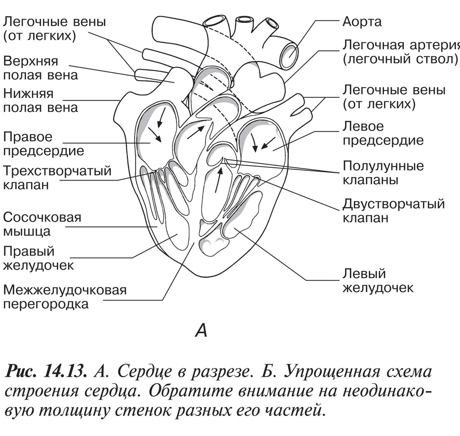 ГДЗ страница 115–124 биология 8 класс