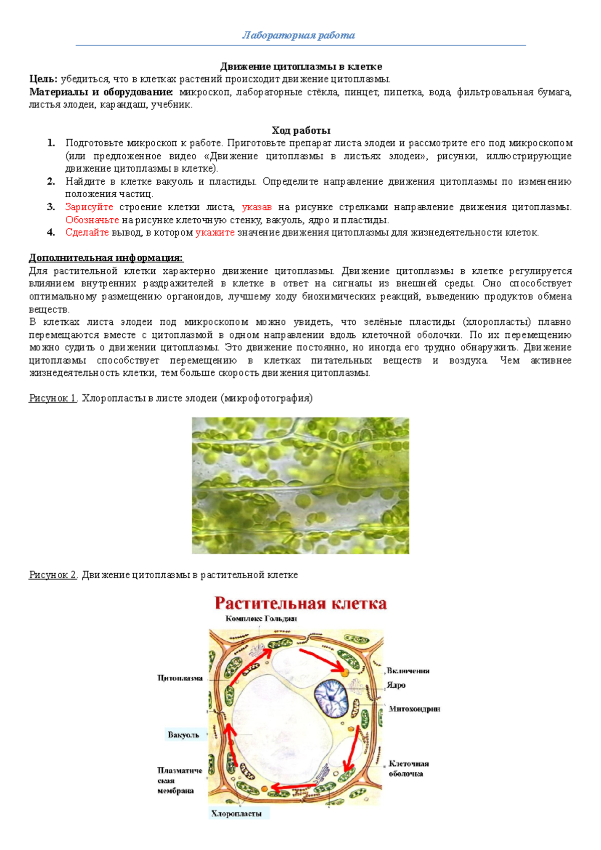 12. Гиалоплазма. Цитоскелет