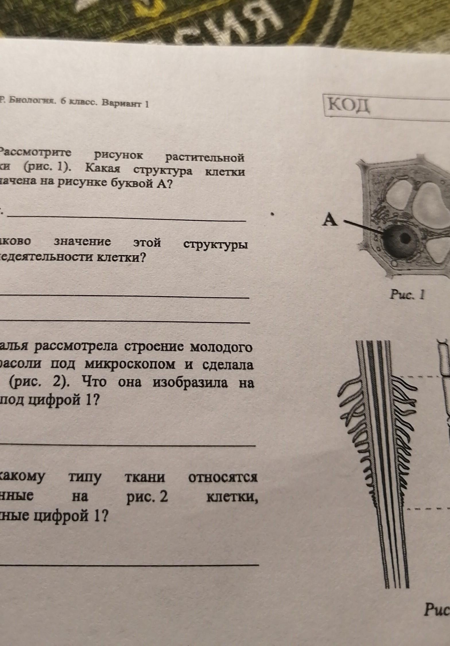 Общее строение клетки, классификация