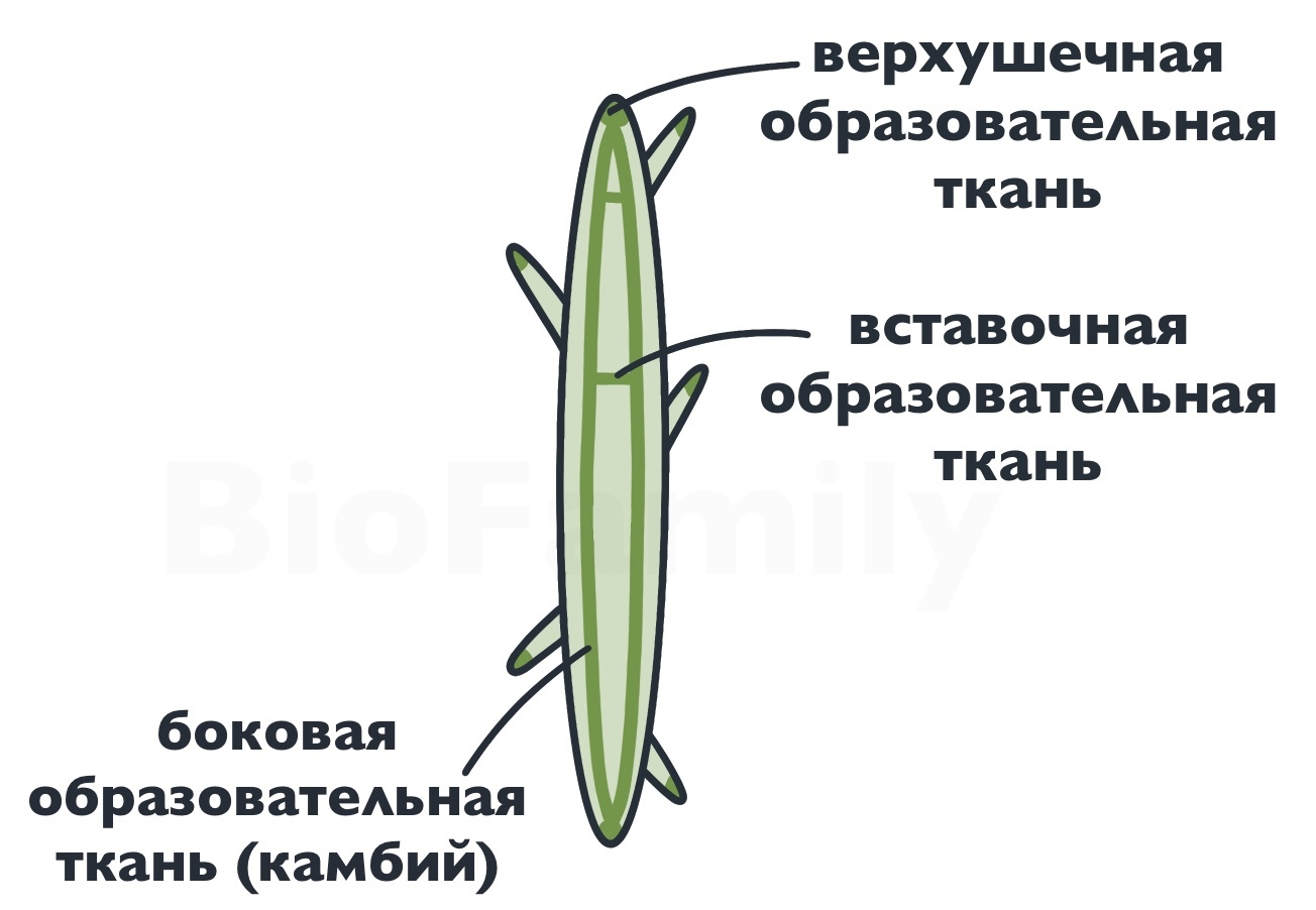 Механические ткани растений