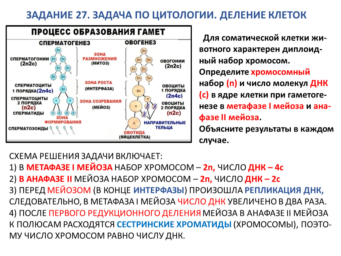 Хромосомы. Жизненный цикл клетки |