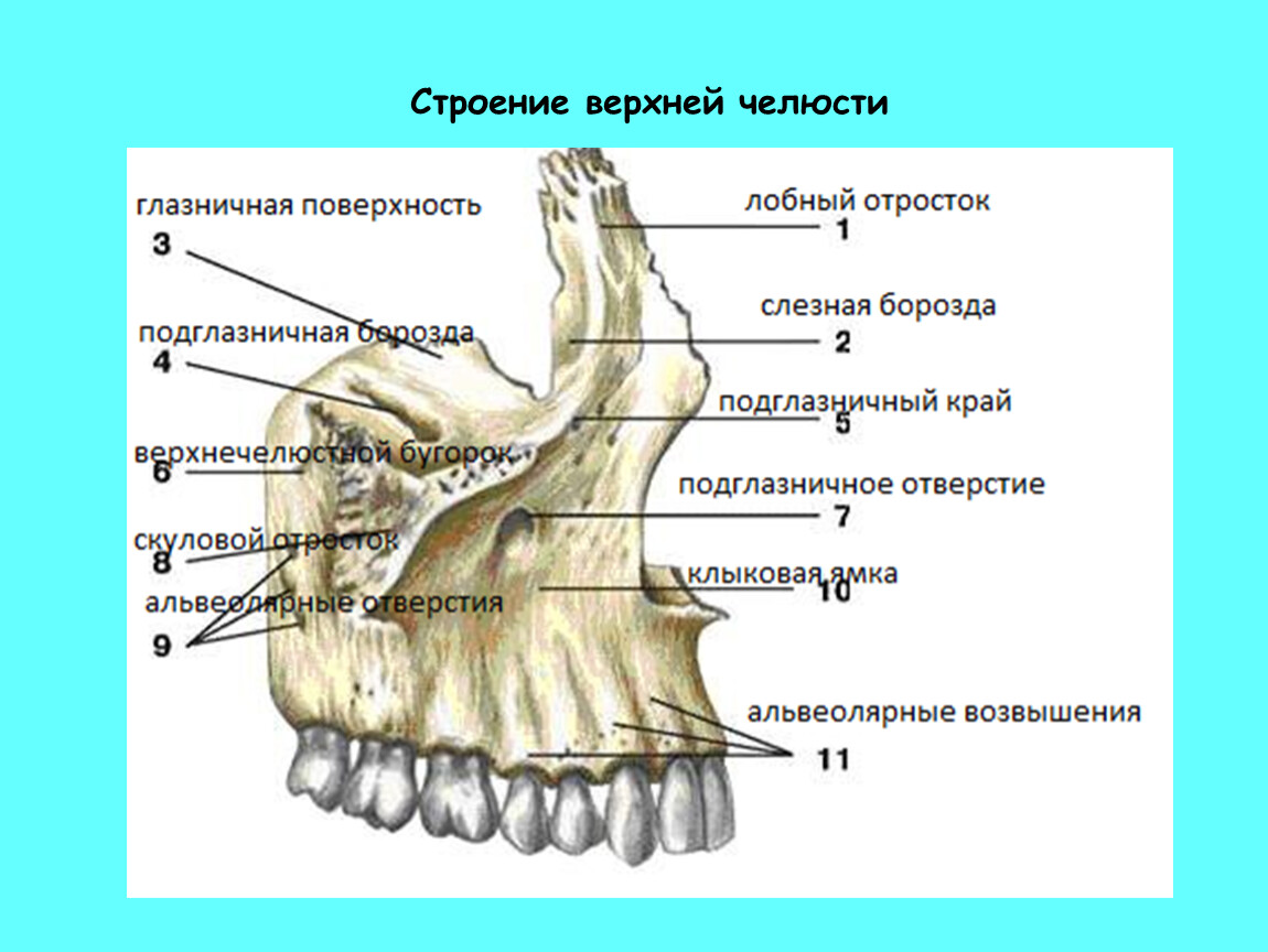 Зубы верхней челюсти Иллюстрация