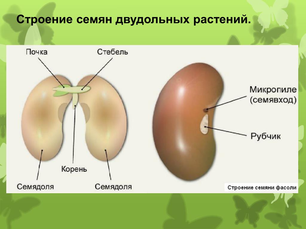 БОТАНИКА