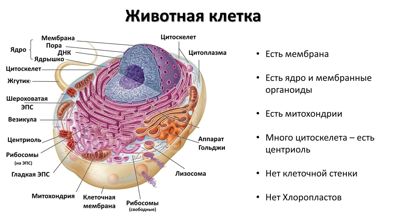 Программное обеспечение Интерактивный