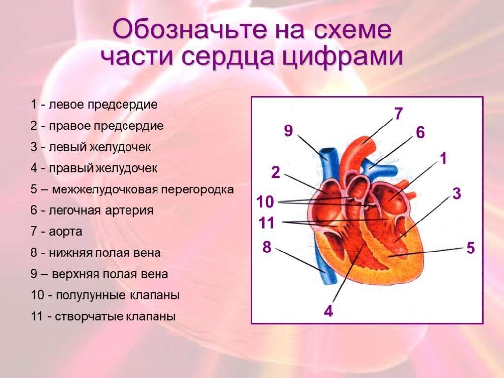 Круги кровообращения, подготовка к ЕГЭ