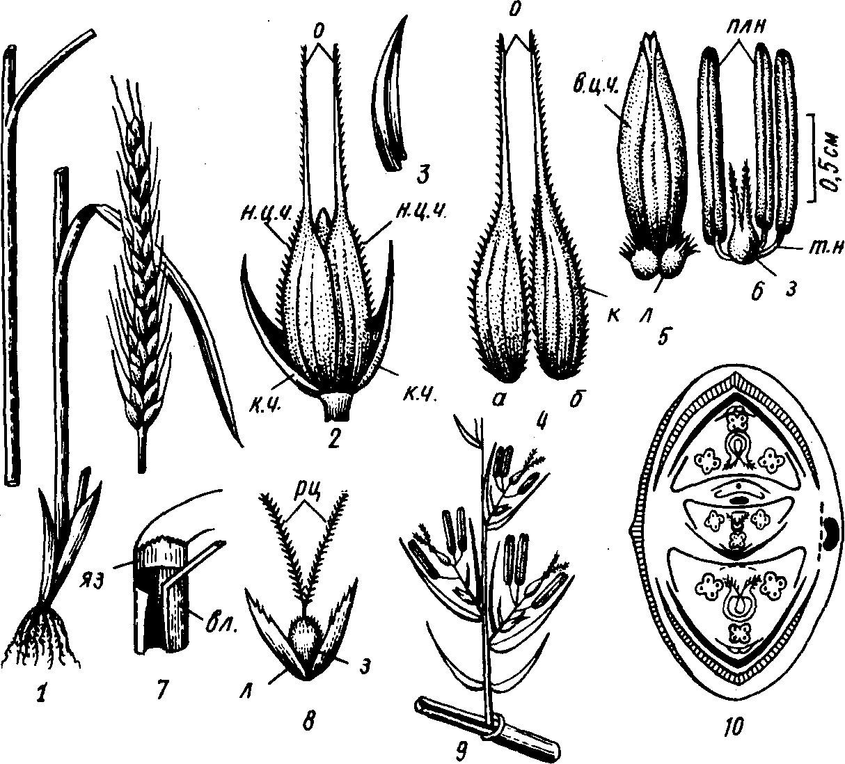 Схема строения колосковой чешуи у пшеницы