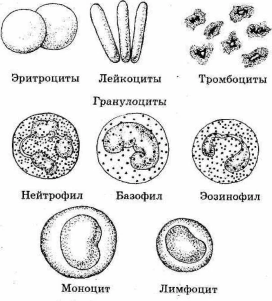 Гистофизиология мышечной ткани