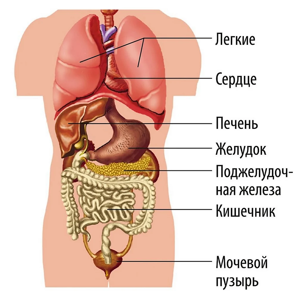 Внутренние Органы Взрослая Женщина