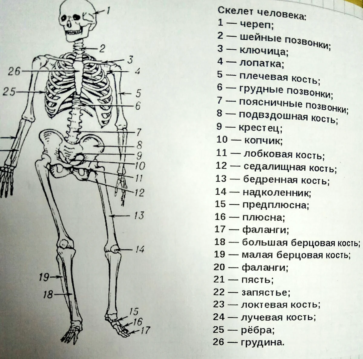 Человеческая структура скелета. Череп