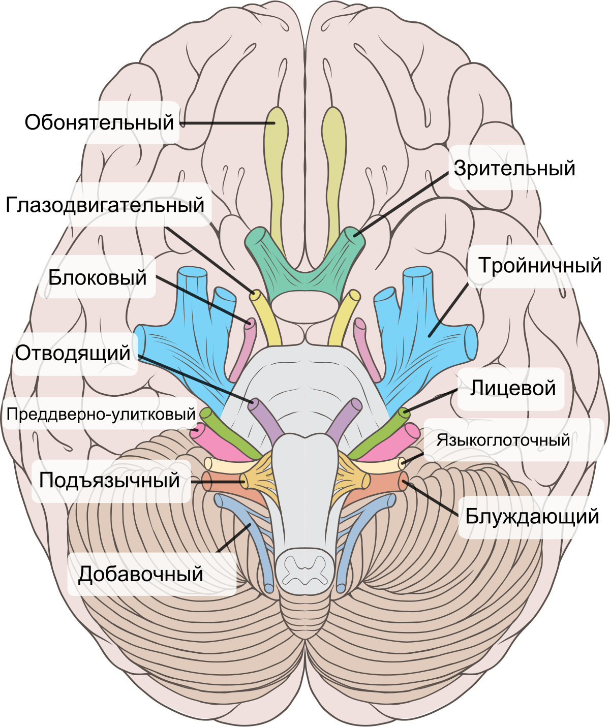 ФУНКЦИОНАЛЬНАЯ АНАТОМИЯ ЧЕРЕПНО