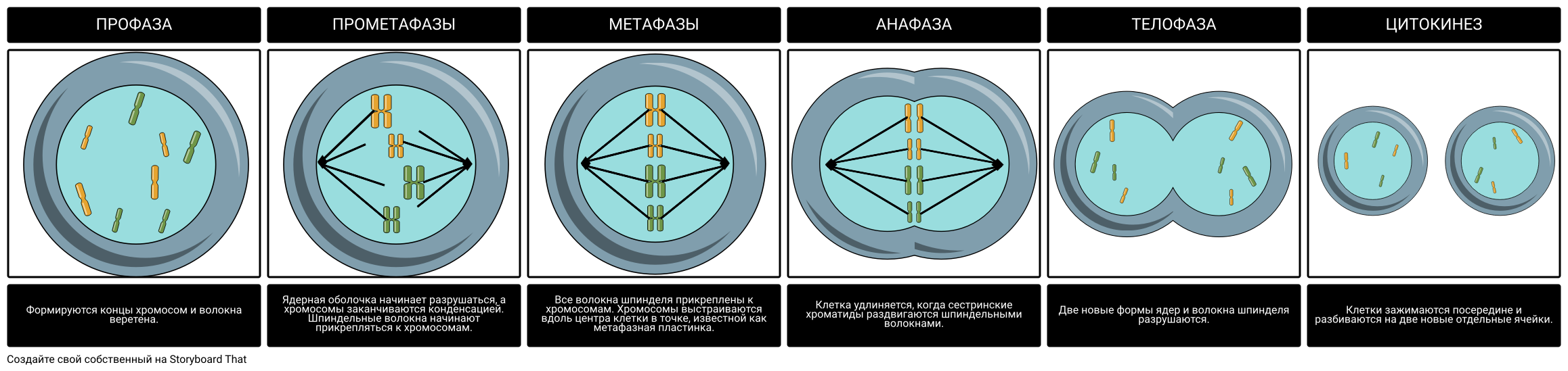 Деление клеток: митоз, мейоз, бинарное деление надвое, амитоз