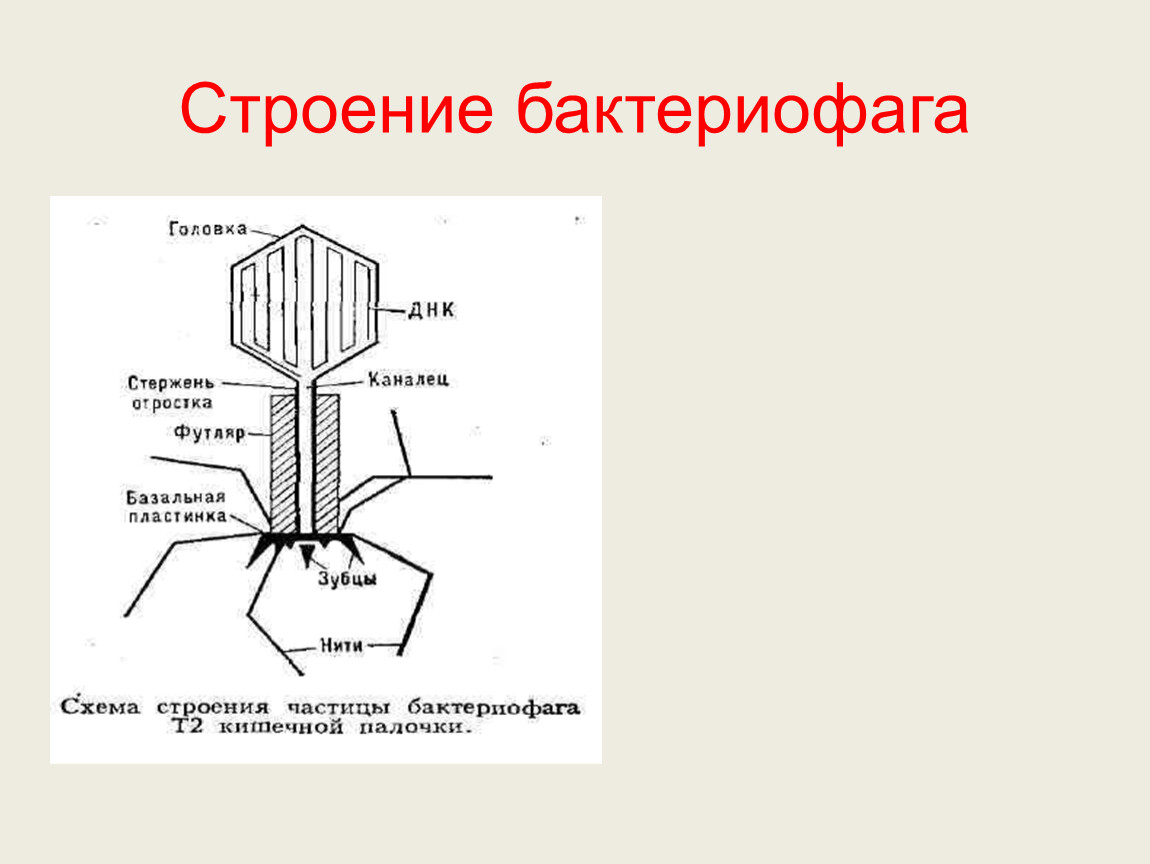 Идеи для срисовки бактериальная клетка