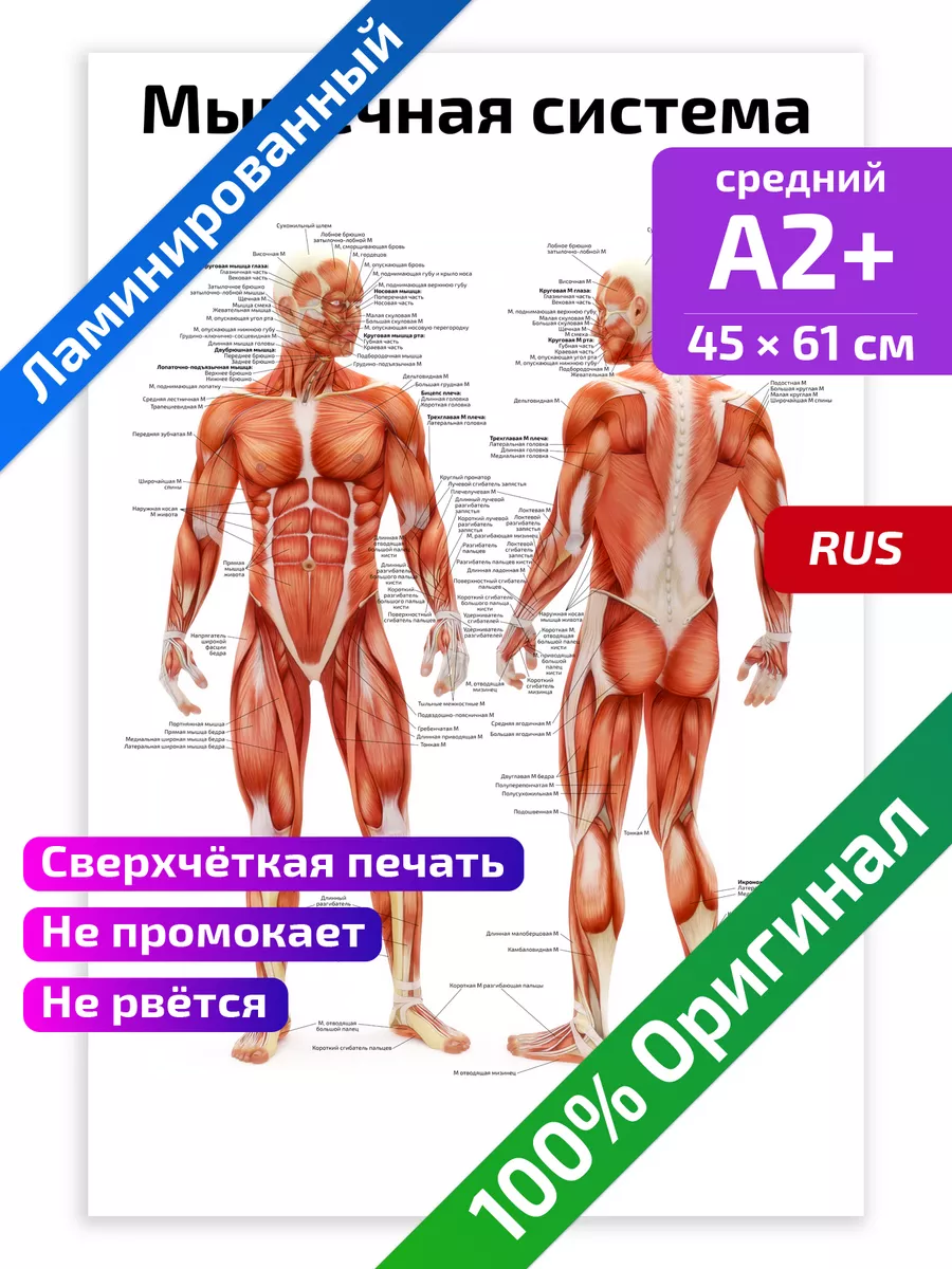 Анатомические Плакаты 