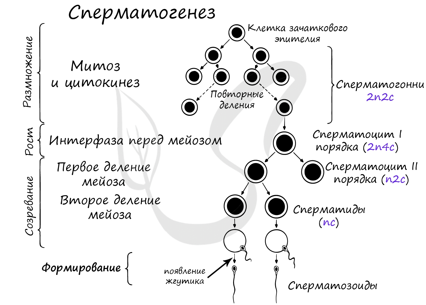 Рисунок двойное оплодотворение 