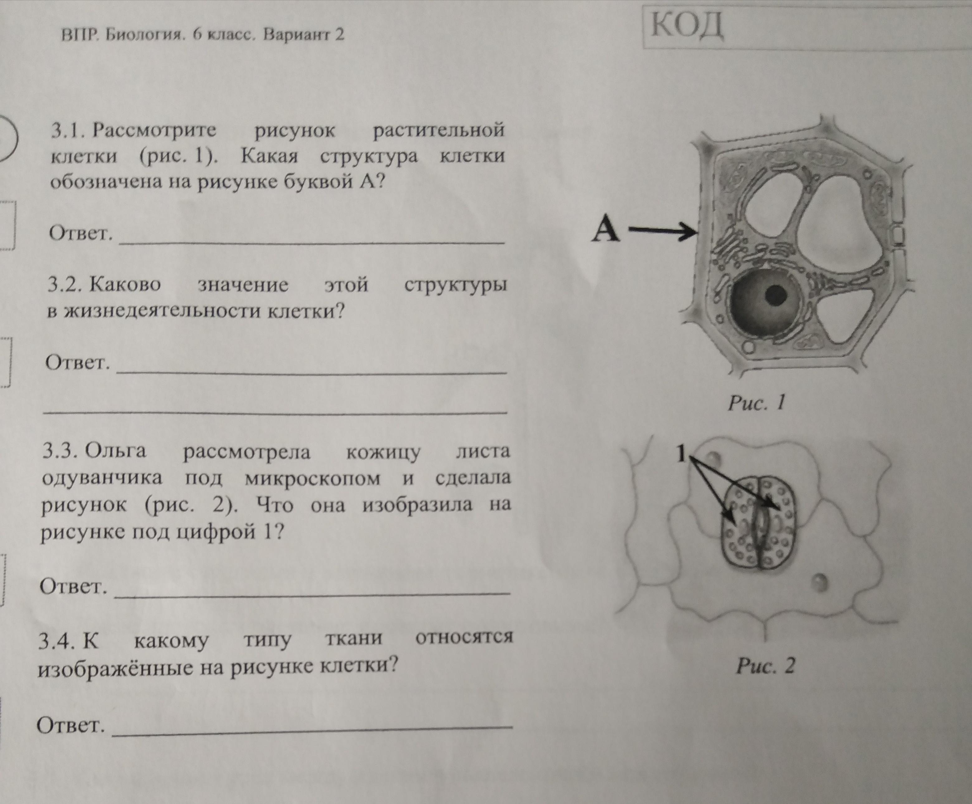 1. Клетка растений 