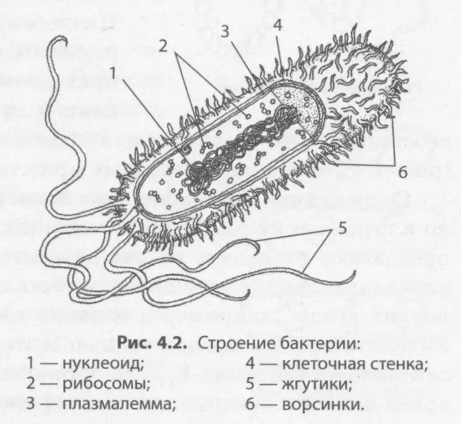 Строение бактериальной клетки Википедия