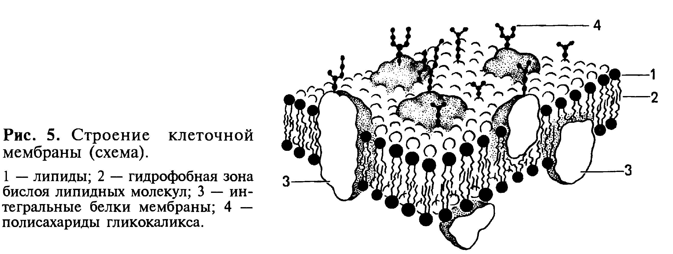 Сравнение клеток растений животных