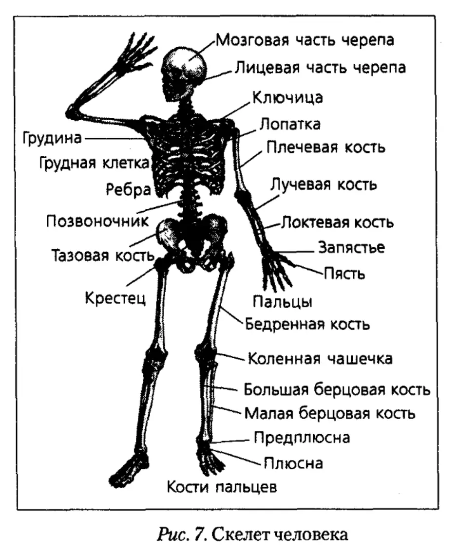 52. Этапы и направления эволюции