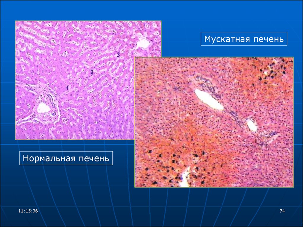 РУКОВОДСТВО К ПРАКТИЧЕСКИМ ЗАНЯТИЯМ ПО