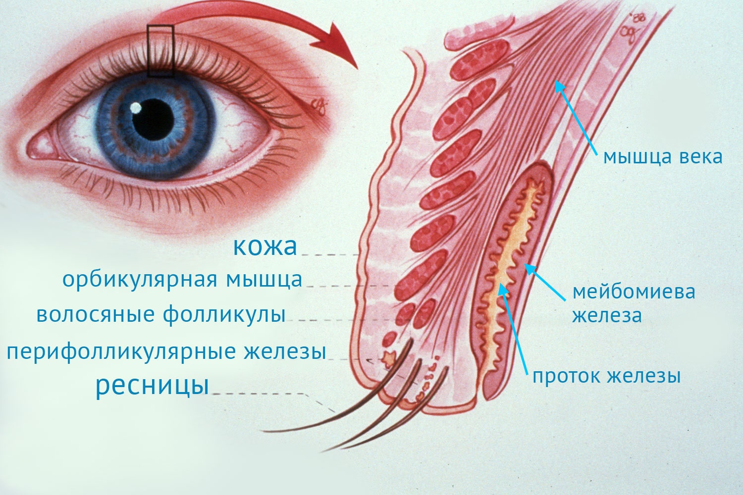 Расширенные поры. Причины и методы борьбы