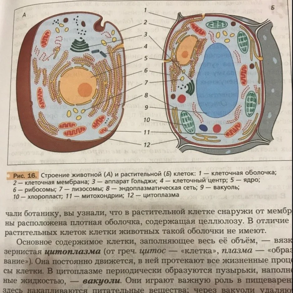 Клетка Гриба Рисунок 