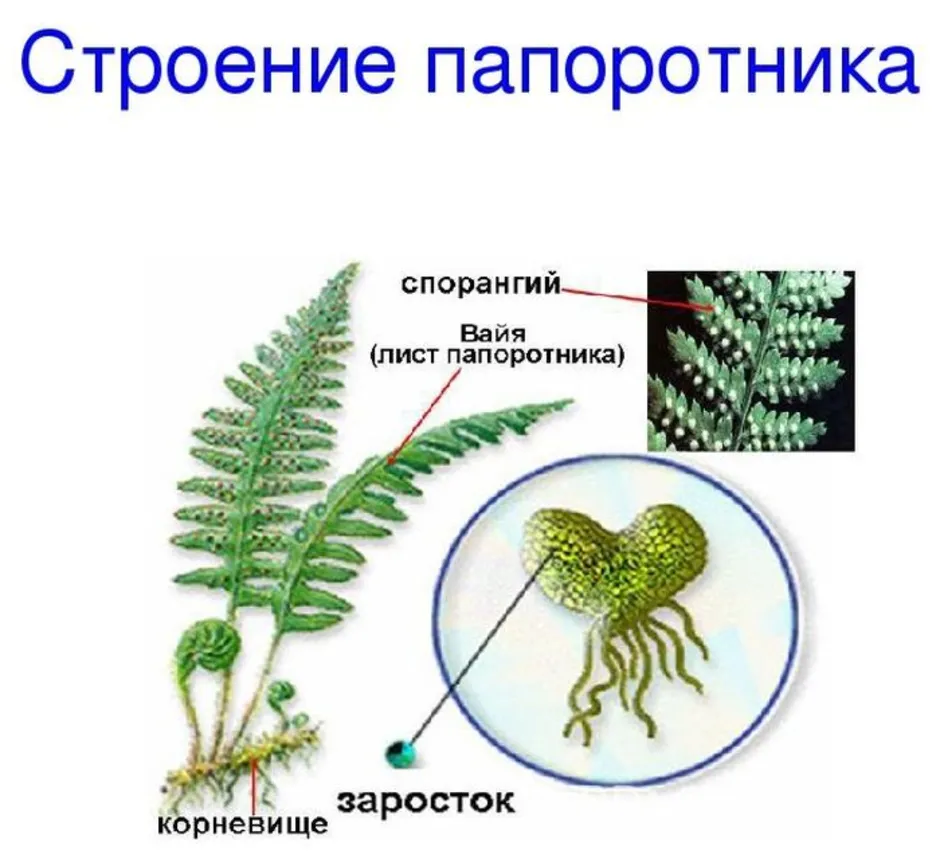 Книга: Биология. 5 класс