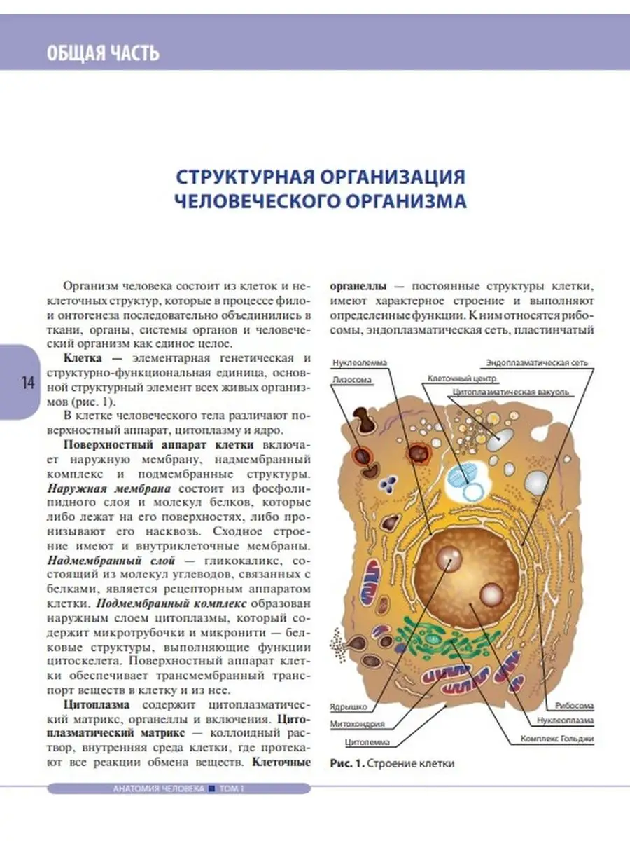 Плазматическая мембрана рисунок с