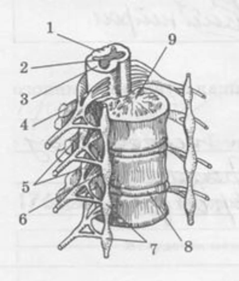 Спинной мозг человека: строение