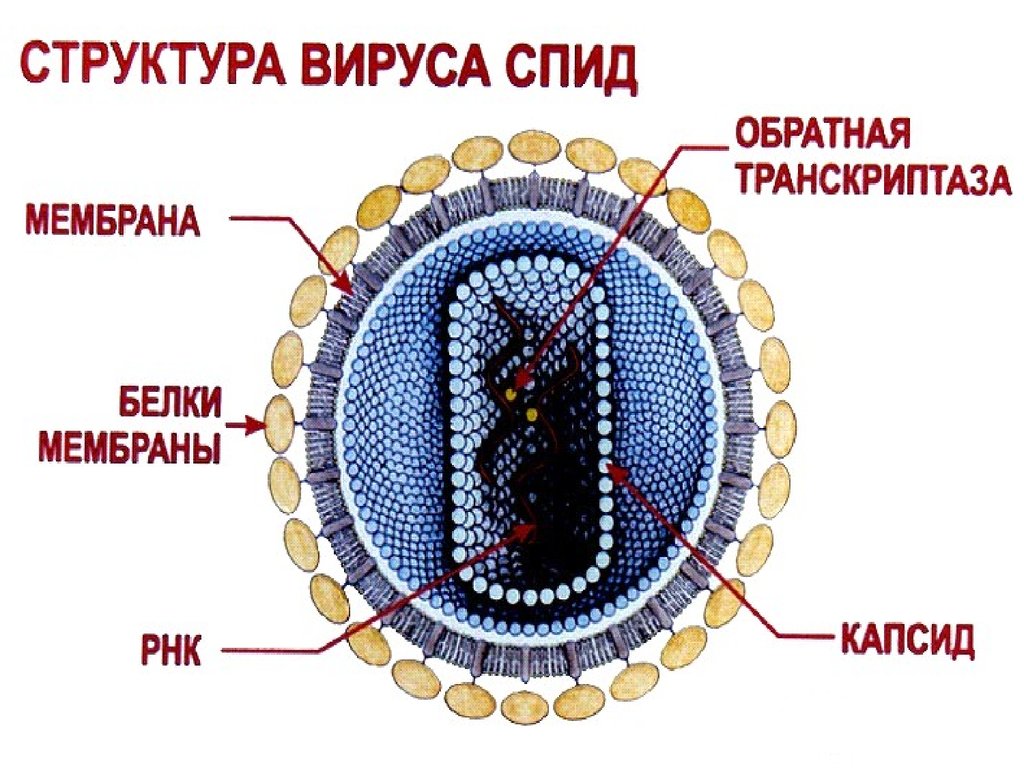 Вирусная рнк