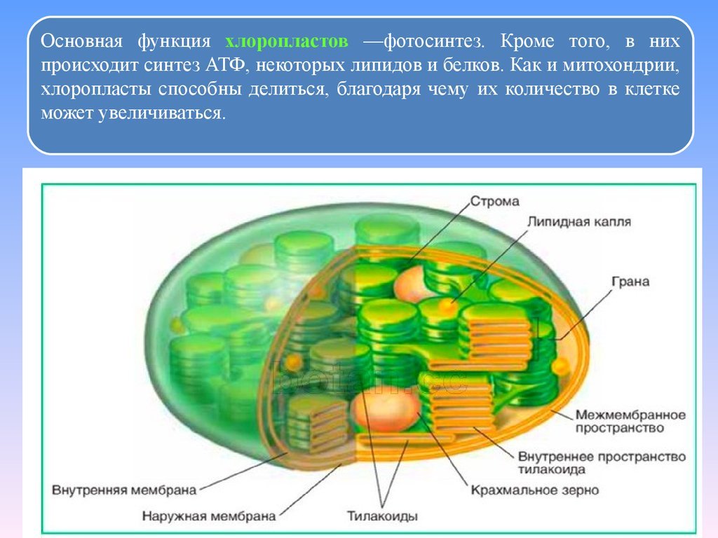 Книга Наглядный справочник. Биология, Оксана Мазур 9170551