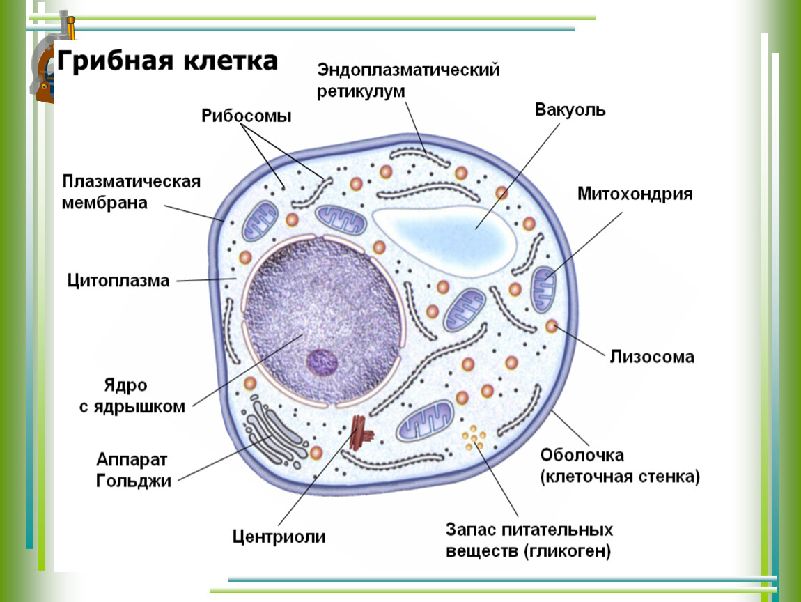 Раскраски клетка животного с подписями