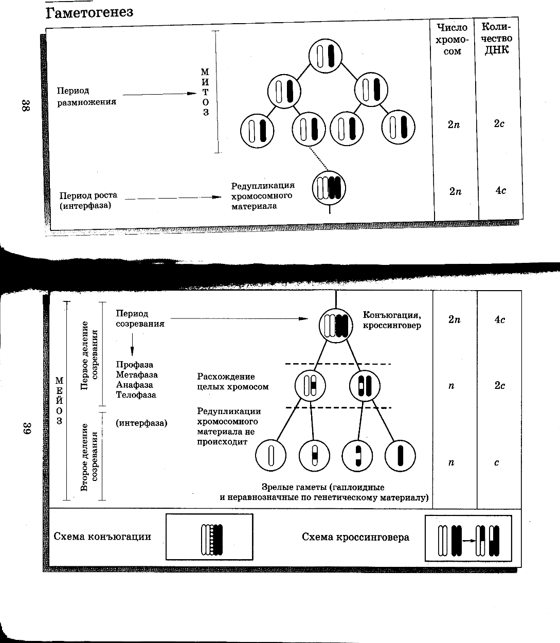 Хлоропласты картинки схематично 