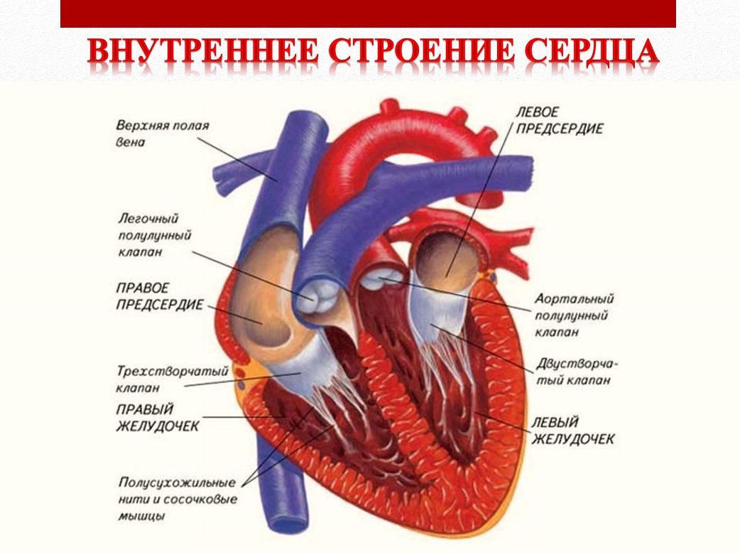 Сердце : нормальная анатомия | e