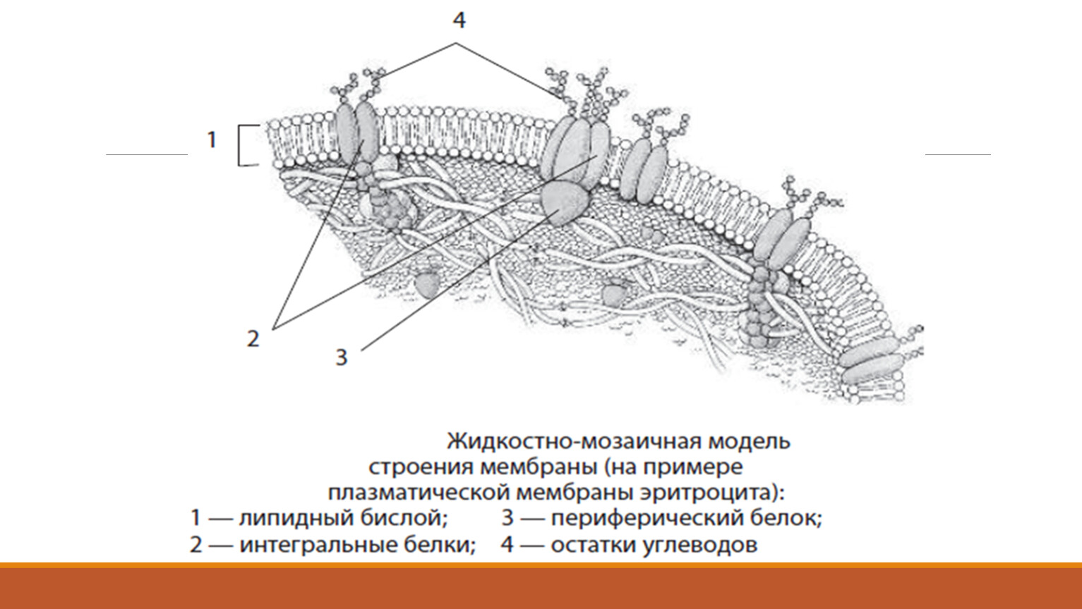 Строение клетки животных