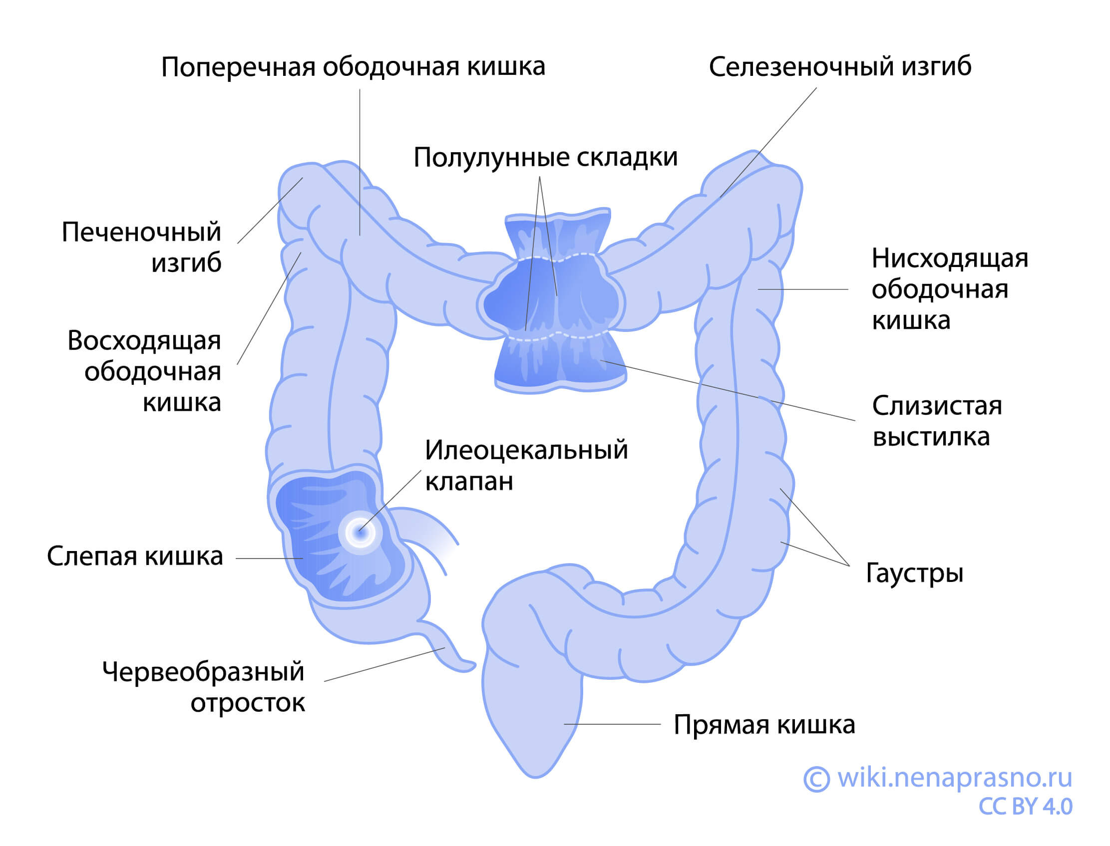 Жировая ткань: цвета, депо и функции