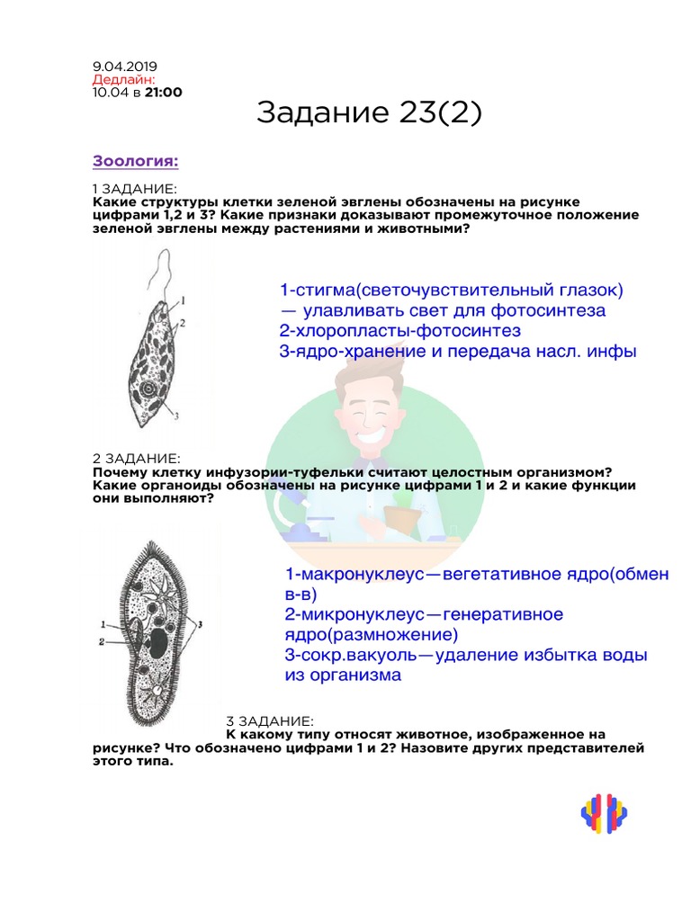 Растения и животные лесов Западной Сибири