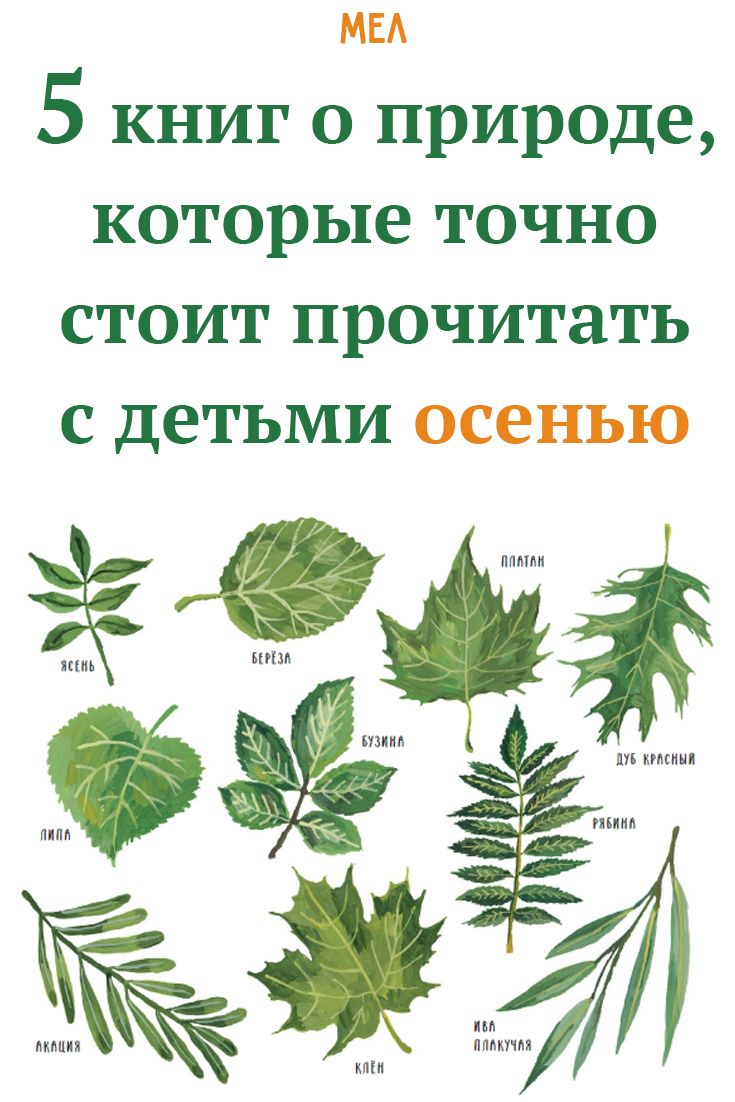 Деревья – Центр поддержки одарённых детей Рязанской области