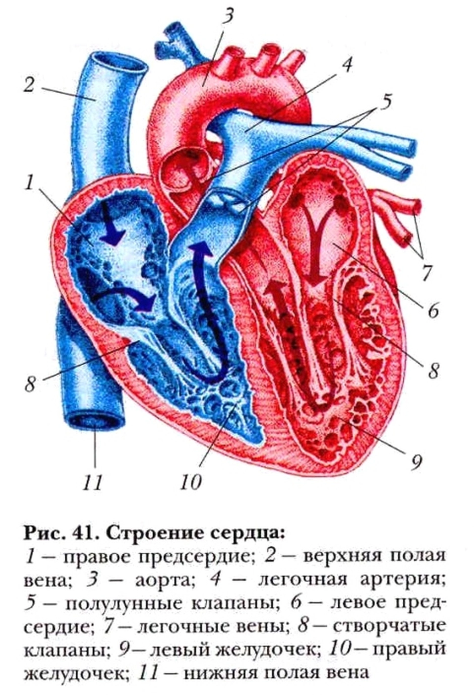 Биология. 8 класс. Учебник для