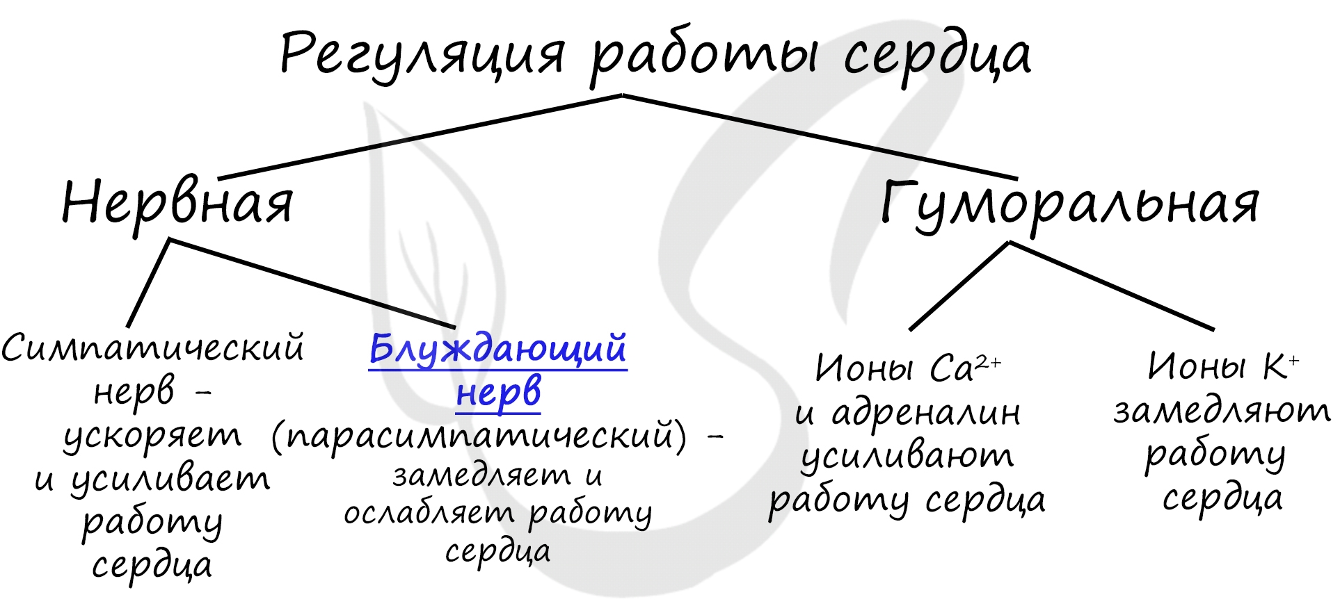 Индивидуальное развитие организмов