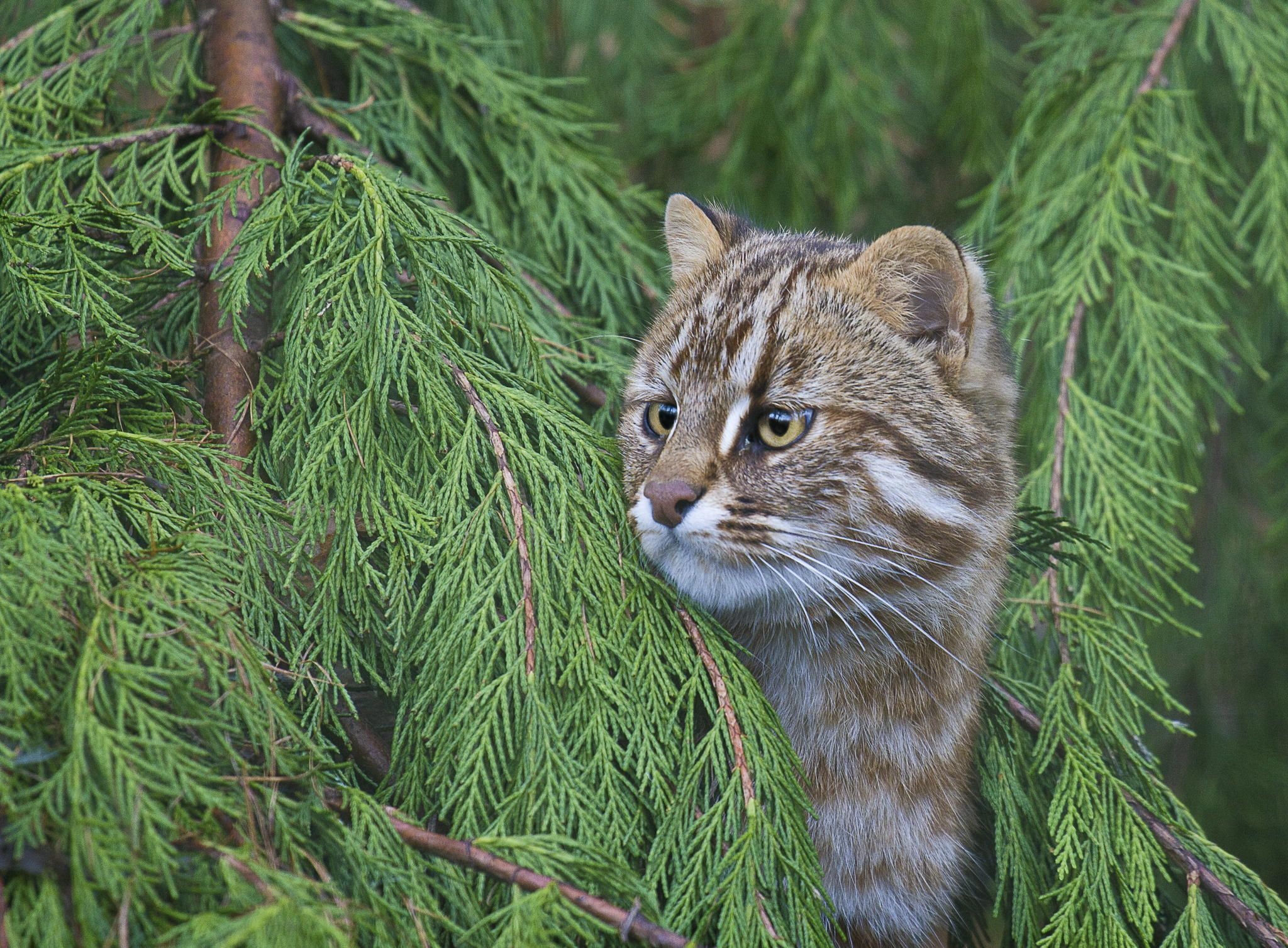 Дальневосточный лесной кот» картинка