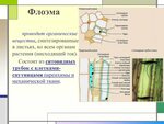 Ксилема у растений южный