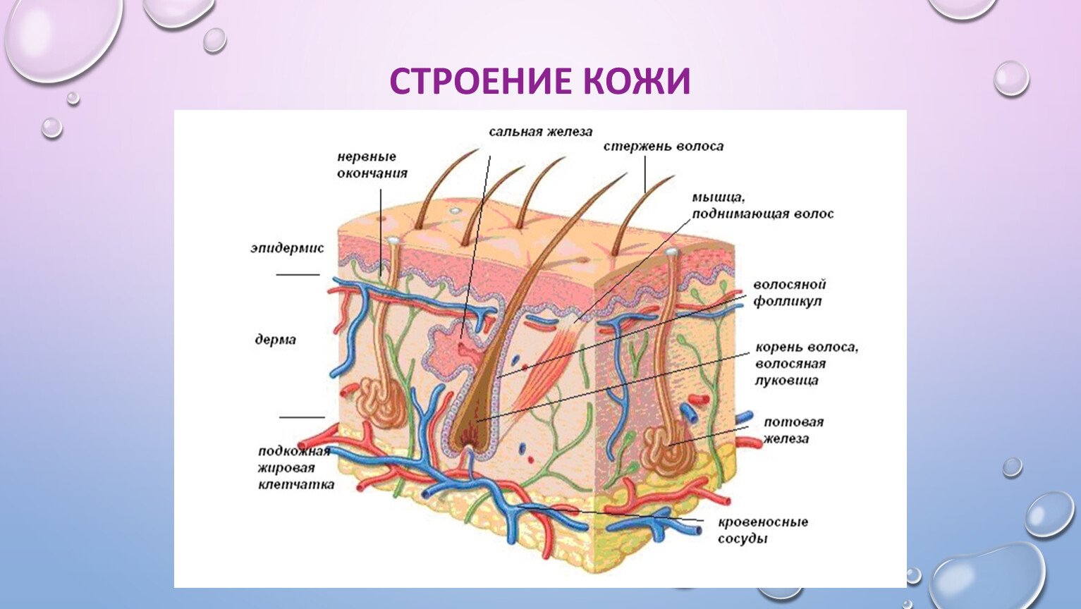 Плакат Строение тела человека по